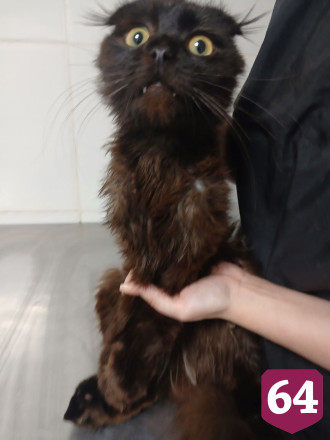 Саратовцы спасают выброшенного на мусорку вислоухого кота